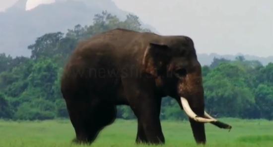 Army Deploys 30-Member Team To Locate Tusker 'Agbo